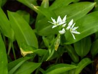 Eine frische Blütenrispe hat sich entfaltet